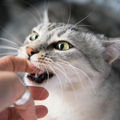 An Egyptian Mau biting a finger