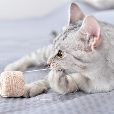 an Egyptian Mau playing with a string