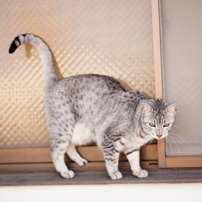 A grey Egyptian Mau walking