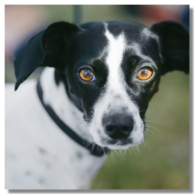 A black and white mixedbred dog