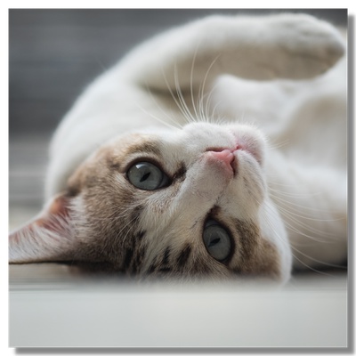 A moggie on the floor