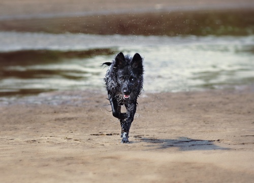 a Mudi running