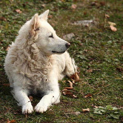 a Mudi laying and looking