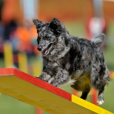 a Mudi jumping