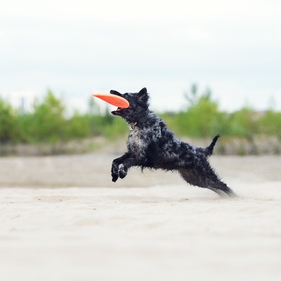 a Mudi catching a frisbee with its mouth
