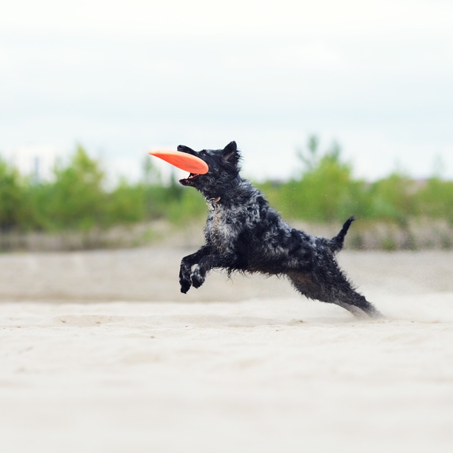 a Mudi catching a frisbee with its mouth