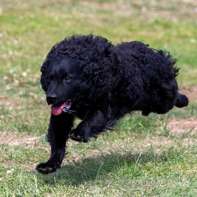 a Mudi running on grass