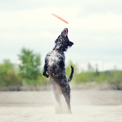 a Mudi trying to catch a frisbee