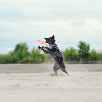 a Mudi showing its athletic abilities