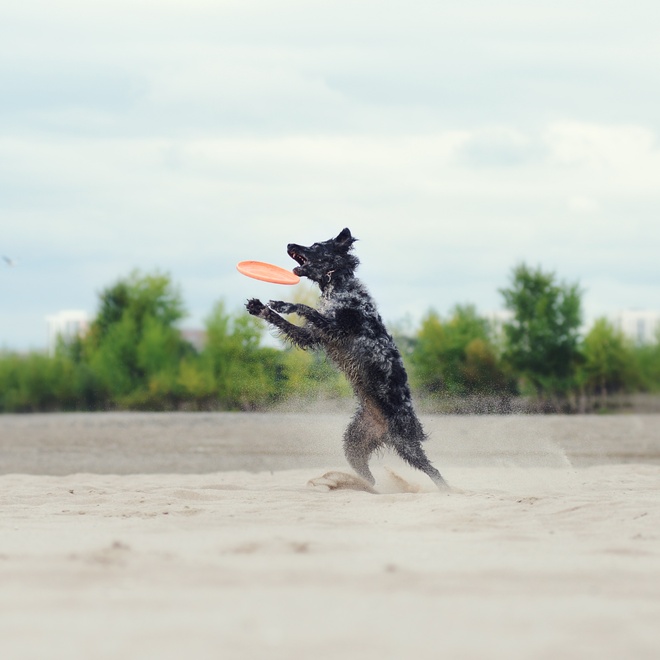 a Mudi showing its athletic abilities