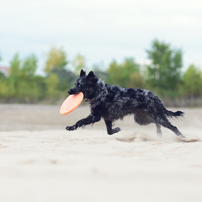 a Mudi carrying a frisbee with its mouth