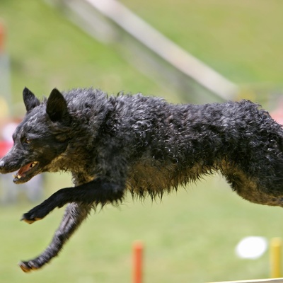 a Mudi jumping over a barrier