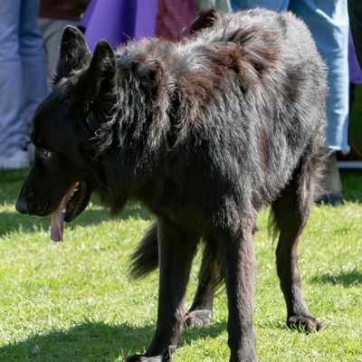 a Mudi on grass