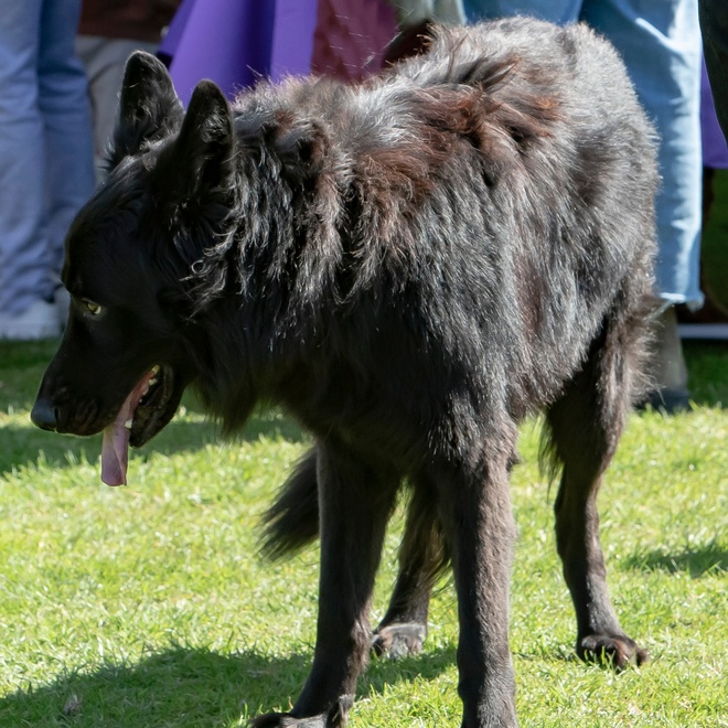a Mudi on grass