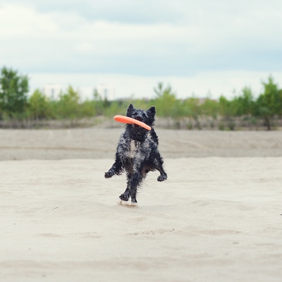 a Mudi catching a frisbee