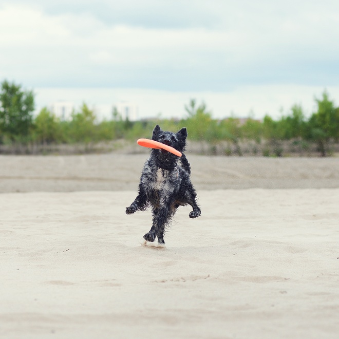 a Mudi catching a frisbee