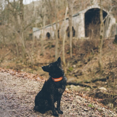 a Mudi sitting