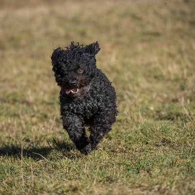 a Mudi running towards something or someone