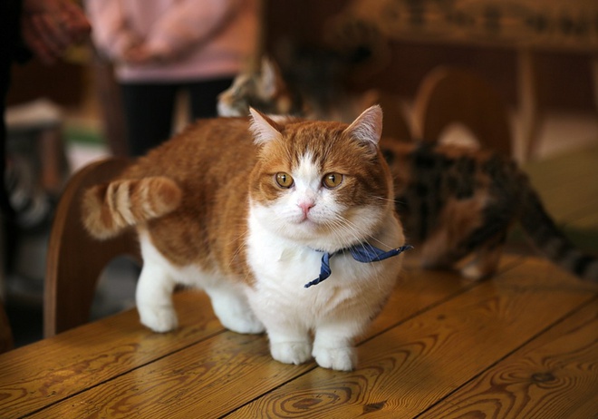 Un Munchkin roux et blanc