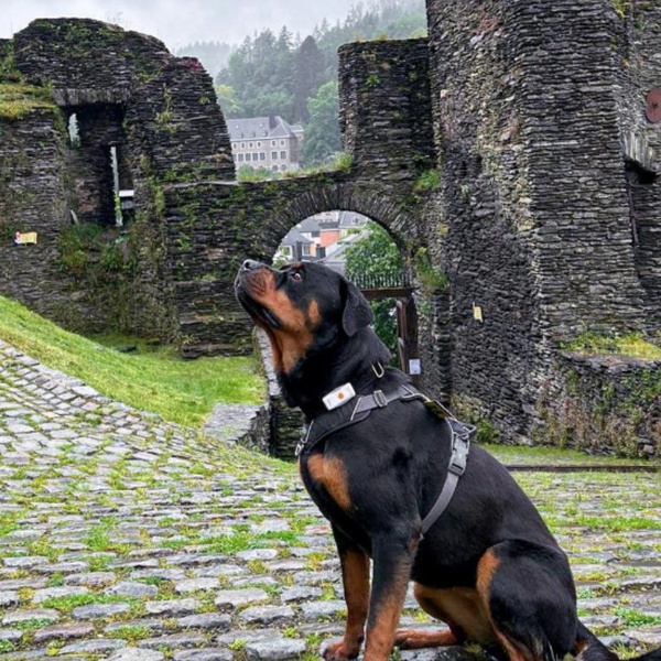 @naya_the_rott