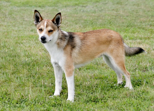 a Norwegian Lundehund standing on the grass