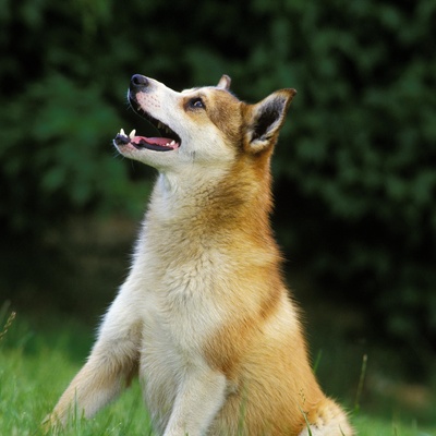 a Norwegian Lundehund looking up