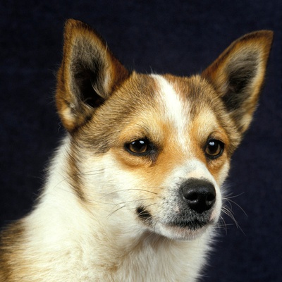 a second portrait of a Norwegian Lundehund