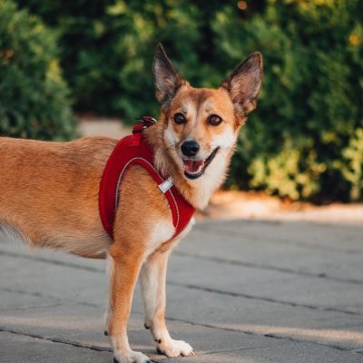 portrait of a long-haired Fox Terrier