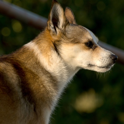 a portrait of a Norwegian Lundehund