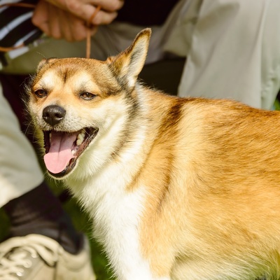 a Norwegian Lundehund smiling