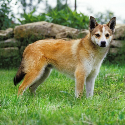 a Norwegian Lundehund on grass