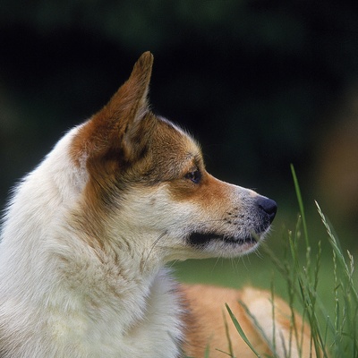 a Norwegian Lundehund looking