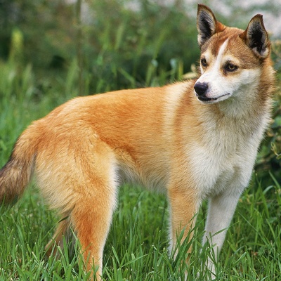 a Norwegian Lundehund looking at something or someone