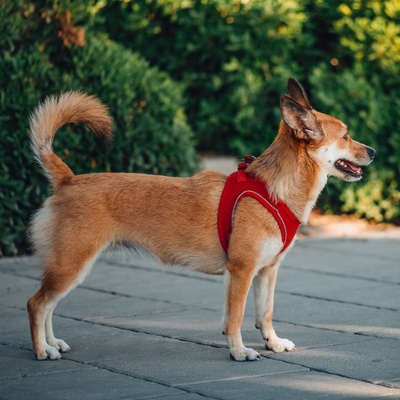 a Norwegian Lundehund wearing something