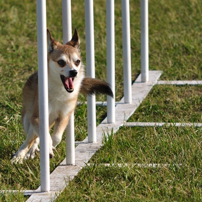 a Norwegian Lundehund practicing