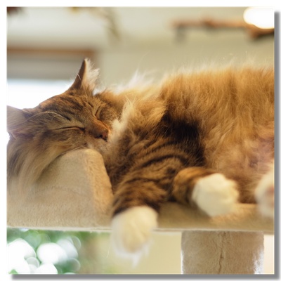 A Norwegian cat sleeping