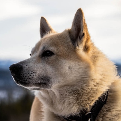 A profil of a Norwegian Lundehund