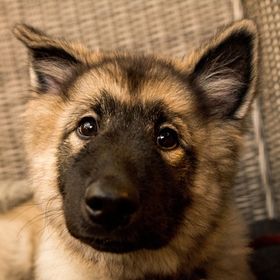 a Norwegian Lundehund looking at the camera