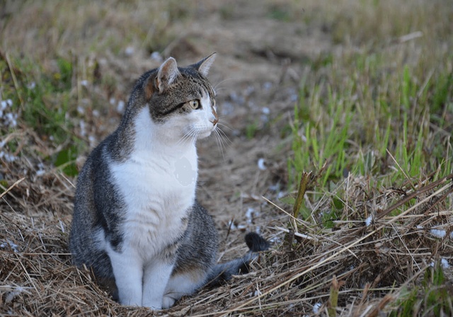 Un chat assis dans un champ