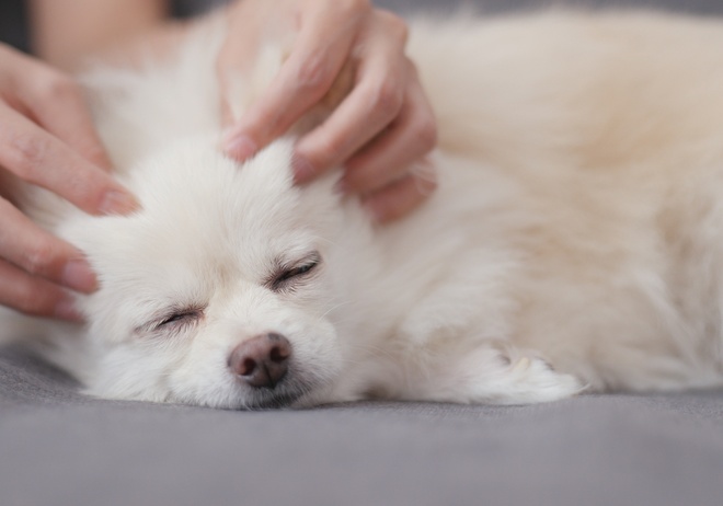 Un chien qui se fait masser