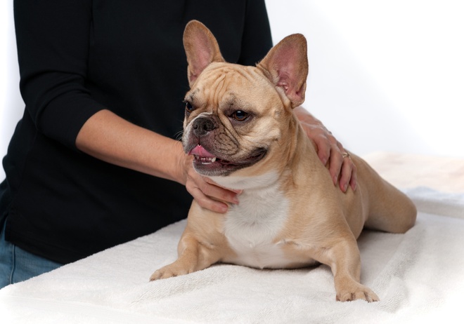 Un chien avec son ostéopathe