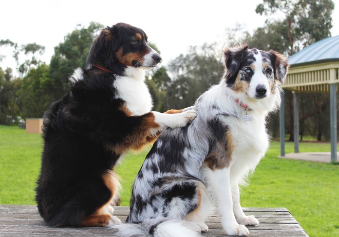 Un chien qui masse un autre chien