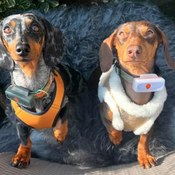 @otis_indy.minidachshunds