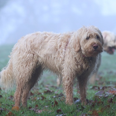an Otterhound in the rain behind another Otterhound