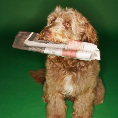 an Otterhound with a newspaper in its mouth