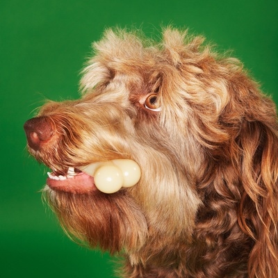 an Otterhound with a stick in its mouth