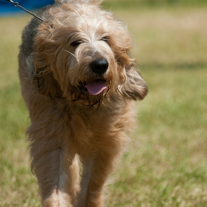 an Otterhound walking towards a particular direction