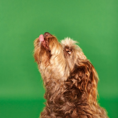 an Otterhound looking up