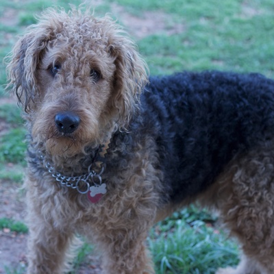 a picture of an Otterhound