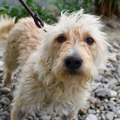 an Otterhound looking at the camera